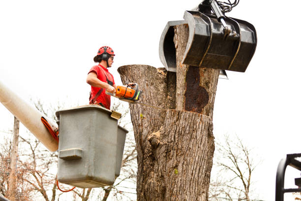 Best Tree Disease Treatment  in Waimanalo, HI